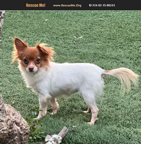 Adopt Chihuahua Rescue Fort Myers Fl