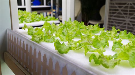 Hydroponics 101 What You Need To Start Growing