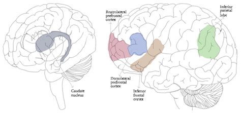 Neuro Science Sharetechnote