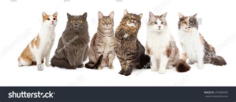 3,036 Multiple cats Images, Stock Photos & Vectors | Shutterstock