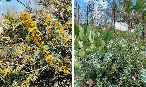 Top 7 Texas Evergreen Shrubs - Native Backyards