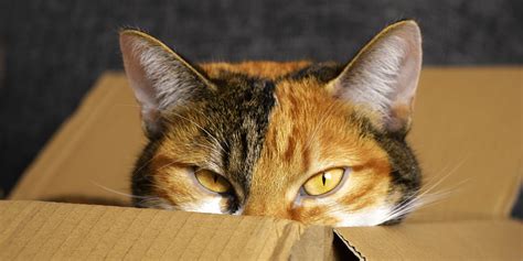 Why Do Cats Love Boxes So Much Keypetcare