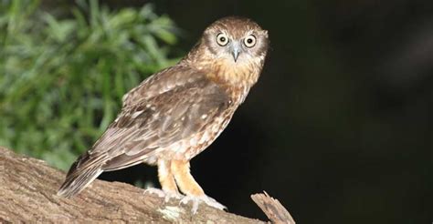 The Life And Times Of The Northern Boobook The Worlds Rarest Birds