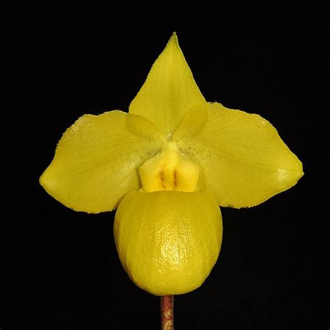 [bare Root]paph Armeniacum Xsib 金童兜蘭[oct Preorder] Orchidmart