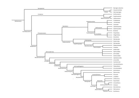 Diagramme De Sdv Arbre Phylo Quizlet