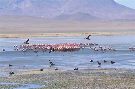 CONAF celebra Día Mundial de los Humedales y promueve su protección