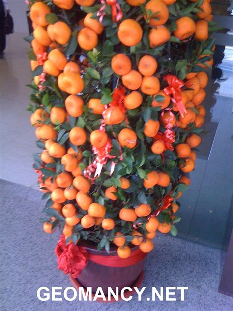 What happens to the orange tree after lunar year - Chinese Culture ...