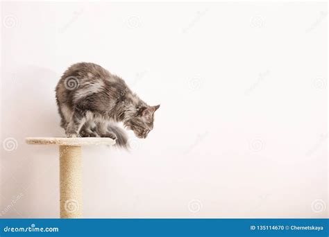 Adorable Maine Coon on Cat Tree Near Light Wall at Home. Stock Photo ...