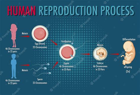 Human Reproduction Stages