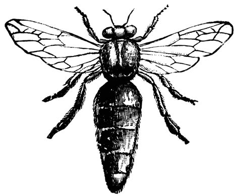 Bee Line Drawing Clipart Best