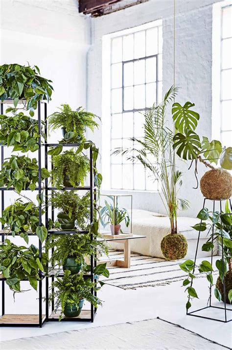 20 Fresh And Natural Plant Dividers For Any Room