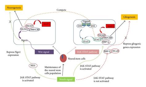 Crosstalk Between Wnt Notch And Jak Stat Signaling Pathways Wnt