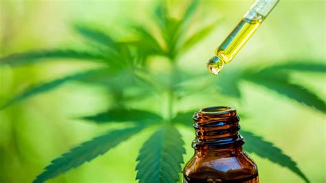 Cannabis Que No Coloca Beneficios Y Riesgos Del Cbd