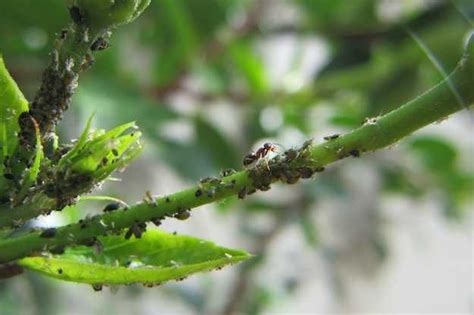 Afidi Rimedi Naturali Idee Green