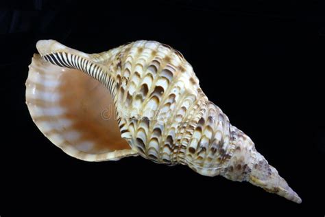 Atlantic Triton Shell Charonia Variegata Stock Photo Image Of