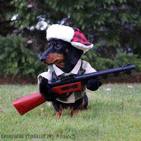 Dachshund Hunting Outfit | PETSIDI