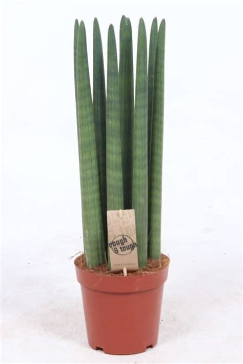 Sansevieria Cylindrica Straight Plant Wholesale FlorAccess