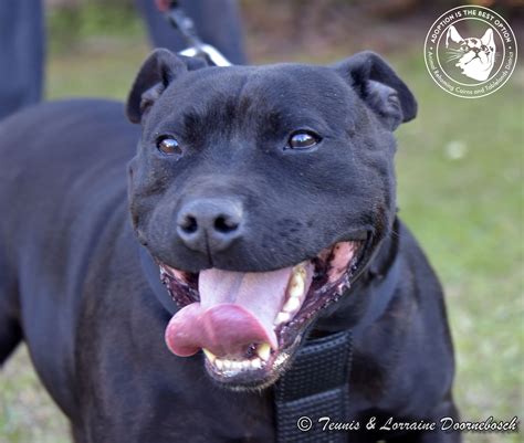 Staffordshire Bull Terrier Alpha Millaa Millaa Petsforhomes