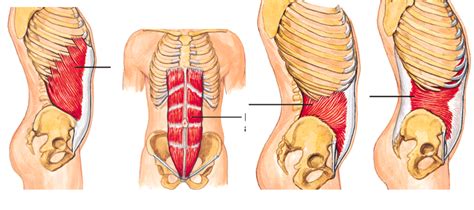 abdominal wall muscles Diagram | Quizlet