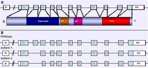 Foxp3 Forkhead Box P3