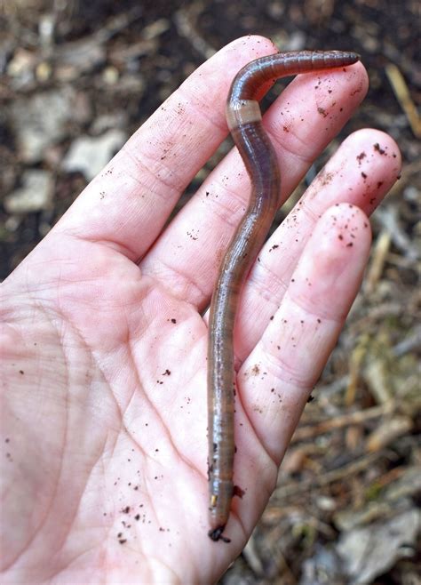 The New Invasive Garden Threat A Slithering Jumping Worm Journal Courier