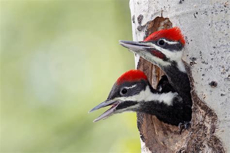 Pileated Woodpecker Alberta Juveniles At Nest Banff Nat Flickr