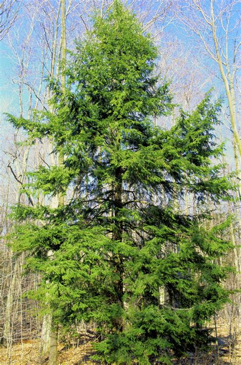 Buy Eastern Hemlock for Sale Online | Direct Native Plants