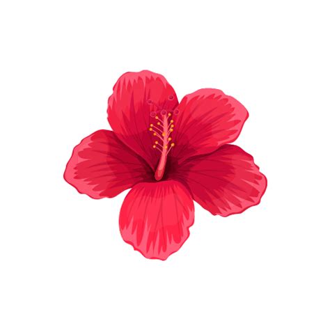 Pink Hibiscus Flower Png