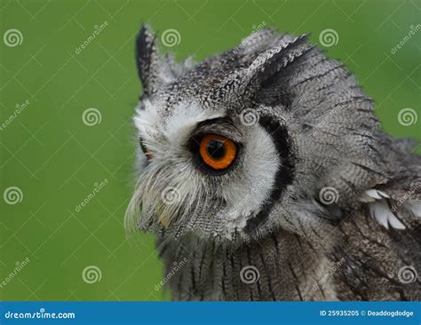 Northern White Faced Owl stock image. Image of ptilopsis - 25935205