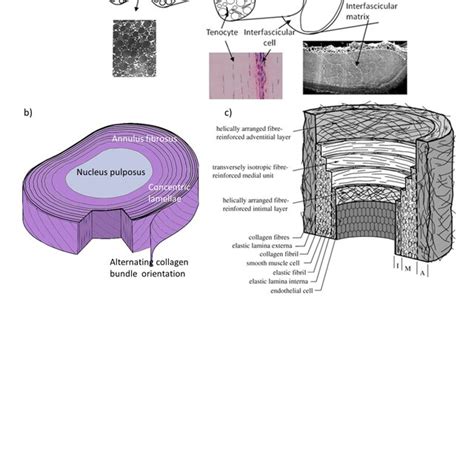 Schematics Showing The Microstructure Of Different Organs Tendon A