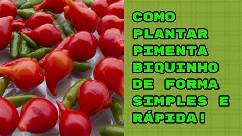 COMO PLANTAR PIMENTA BIQUINHO DE FORMA SIMPLES E RÁPIDA YouTube