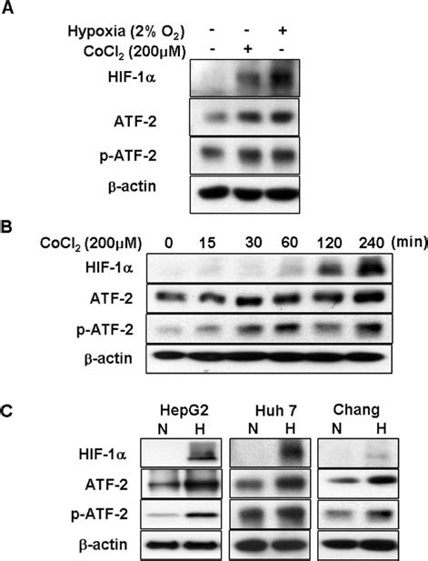 Atf 2 Protein Is Induced In Cancer Cells Under Hypoxic Conditions