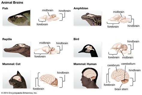 Brain Kids Britannica Kids Homework Help