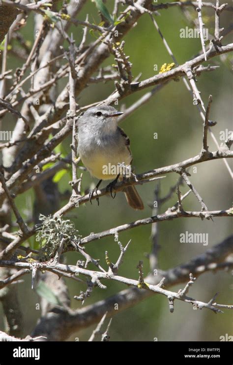 Crested Flycatchers Hi Res Stock Photography And Images Alamy