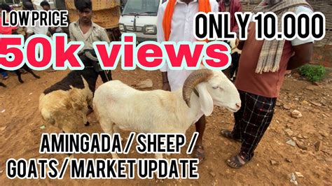 Amingad Sheep Market Update Youtube