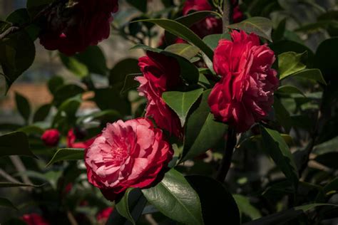 山茶花图片素材 山茶花设计素材 山茶花摄影作品 山茶花源文件下载 山茶花图片素材下载 山茶花背景素材 山茶花模板下载 搜索中心