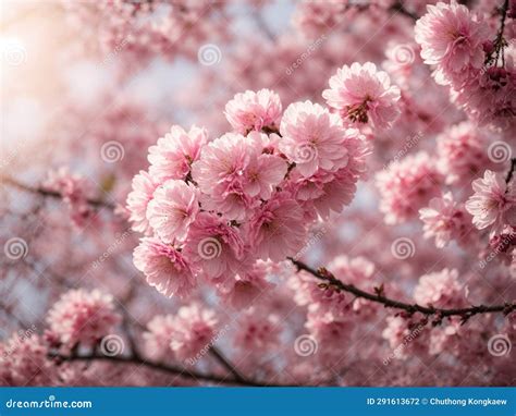 Cherry Blossom Pattern Wallpaper Stock Photo - Image of floral, nature: 291613672