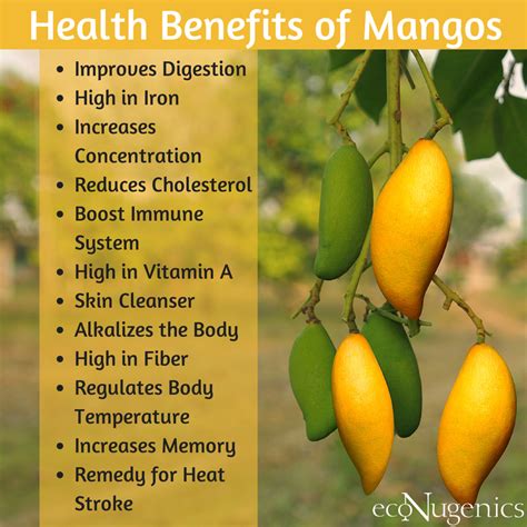 Health Benefits Of Mangos Get Tropical Mango Benefits Mango