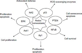 Redox Sensitive Transcription Factors And Signaling Pathways Regulated