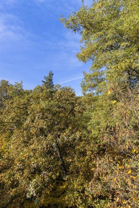 Mixed Forest In The Autumn Season With Different Deciduous Trees Stock