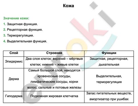 Таблицa Кожа | Биология 11 класс заполнена
