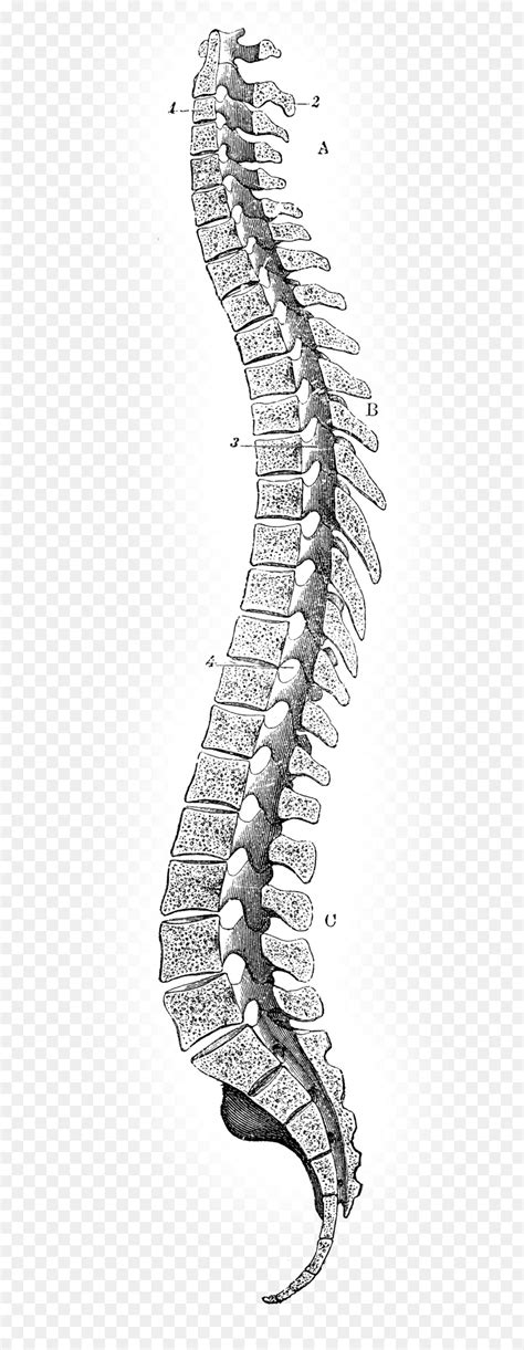 Desenho Coluna Vertebral V Rtebra Png Transparente Gr Tis The Best