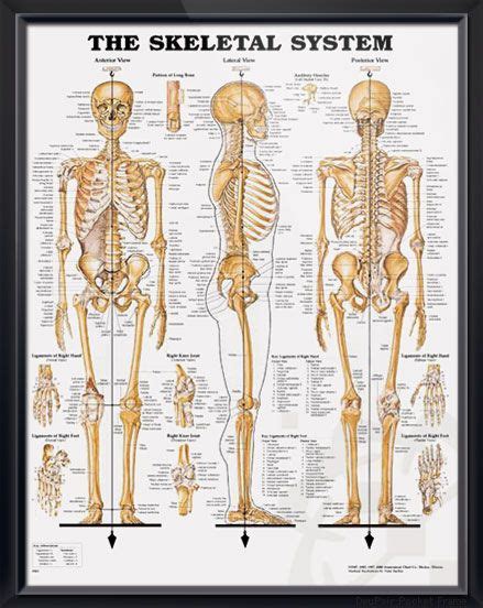 The Skeletal System Chart 20x26 Human Skeleton Anatomy Human