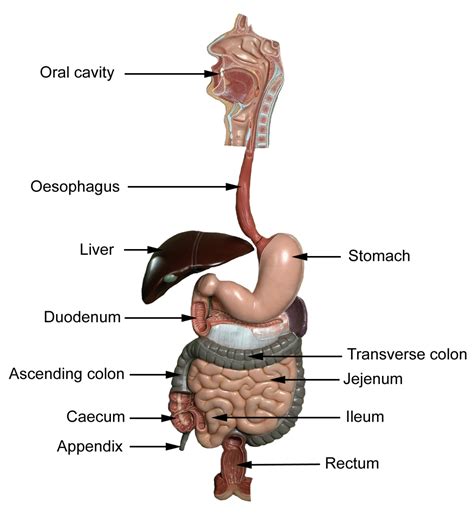 Methods of administering drugs into the body - ePharmacology | HubPages