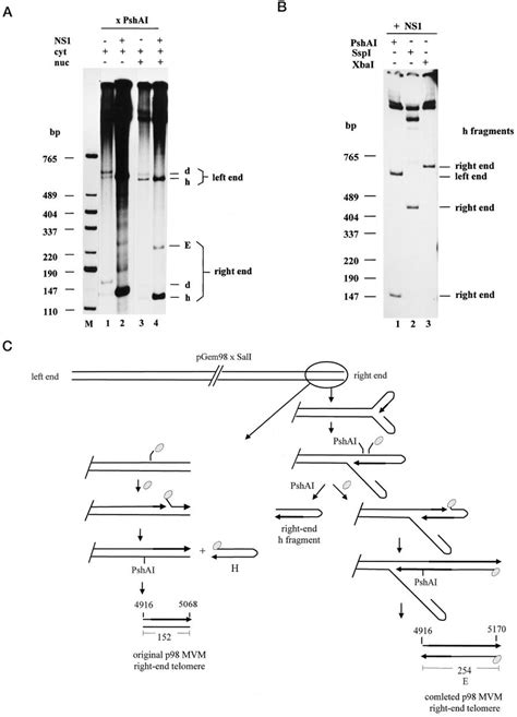 Ns1 Mediated Induction Of Hairpin Primed Mvm Dna Replication A