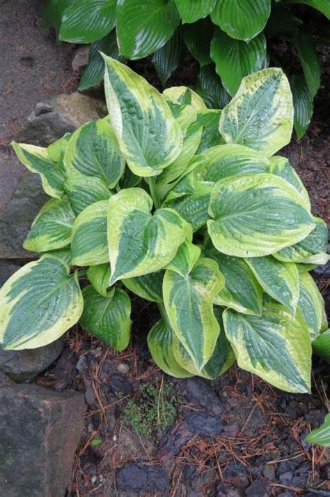 1000 Images About •¨•¸¸♥ Coleus And Hostas ♥ ¸¸•¨• On Pinterest