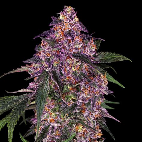 9 Best Purple Strains Weedseedshop