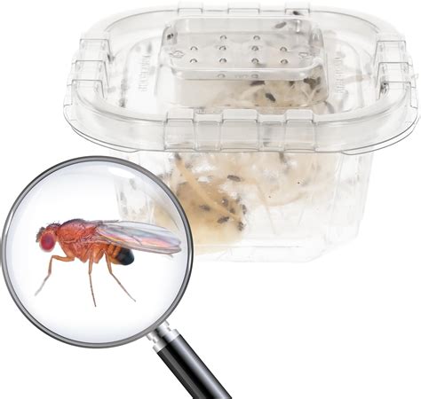 Livefoods4u Live Flightless Fruit Flies Fruit Flies Only Hatched