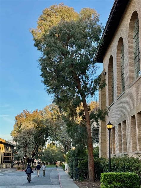 Eucalyptus Nicholii Willow Leaved Peppermint Trees Of Stanford