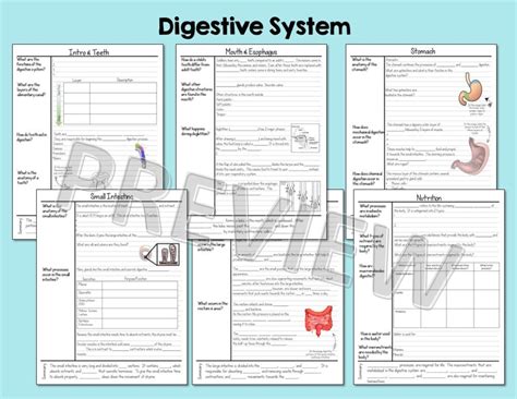 Anatomy And Physiology Notes Bundle Suburban Science